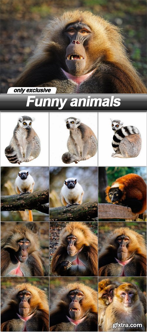 Funny animals - 12 UHQ JPEG