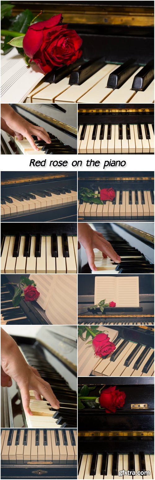 Red rose on the piano