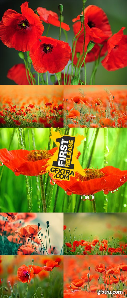 Stock Photo: Roter Mohn