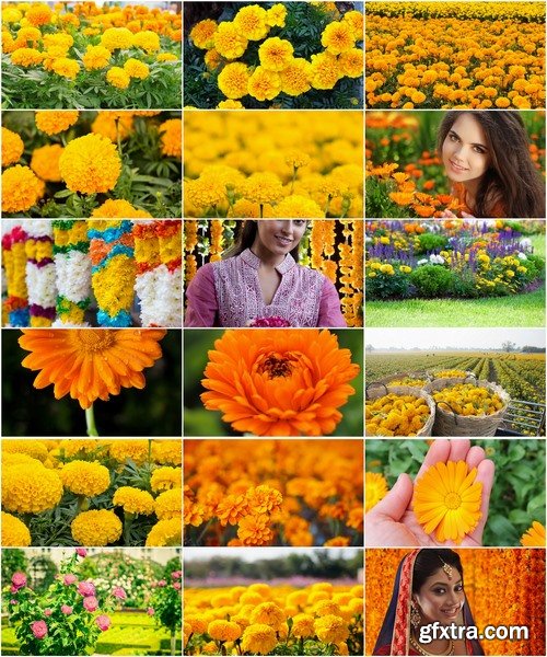 Collection of yellow flower field garden 25 HQ Jpeg