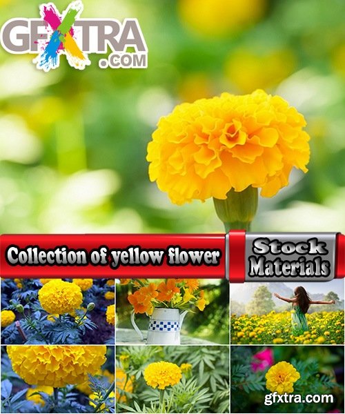 Collection of yellow flower field garden 25 HQ Jpeg