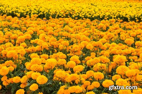 Collection of yellow flower field garden 25 HQ Jpeg