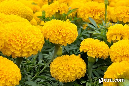 Collection of yellow flower field garden 25 HQ Jpeg