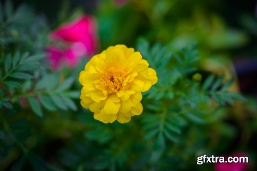 Collection of yellow flower field garden 25 HQ Jpeg