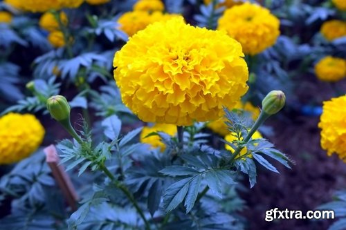 Collection of yellow flower field garden 25 HQ Jpeg