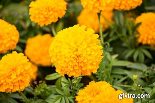 Collection of yellow flower field garden 25 HQ Jpeg