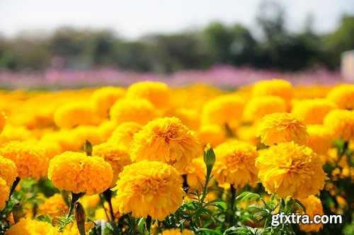 Collection of yellow flower field garden 25 HQ Jpeg