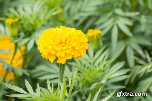 Collection of yellow flower field garden 25 HQ Jpeg