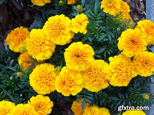 Collection of yellow flower field garden 25 HQ Jpeg