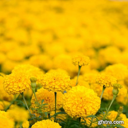 Collection of yellow flower field garden 25 HQ Jpeg