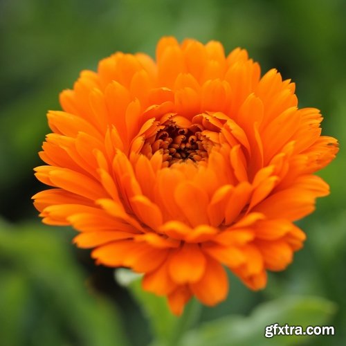 Collection of yellow flower field garden 25 HQ Jpeg