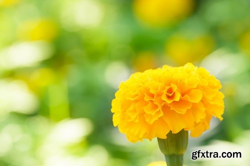 Collection of yellow flower field garden 25 HQ Jpeg