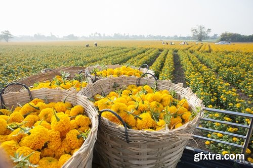 Collection of yellow flower field garden 25 HQ Jpeg