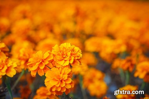 Collection of yellow flower field garden 25 HQ Jpeg