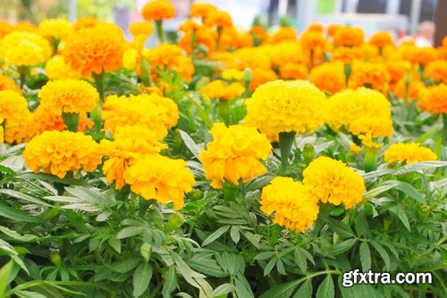 Collection of yellow flower field garden 25 HQ Jpeg