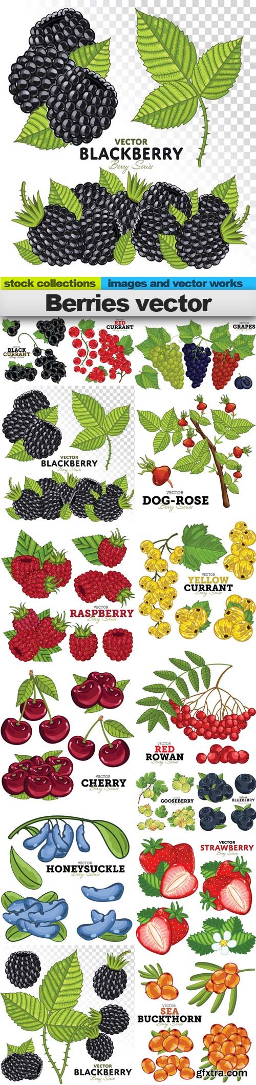 Berries vector, 15 x EPS