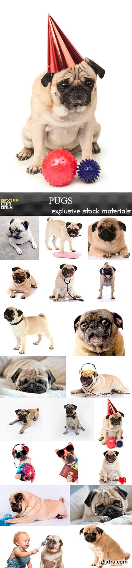 Pugs,20 x UHQ JPEG