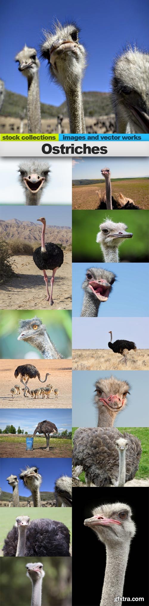 Ostriches, 15 x UHQ JPEG