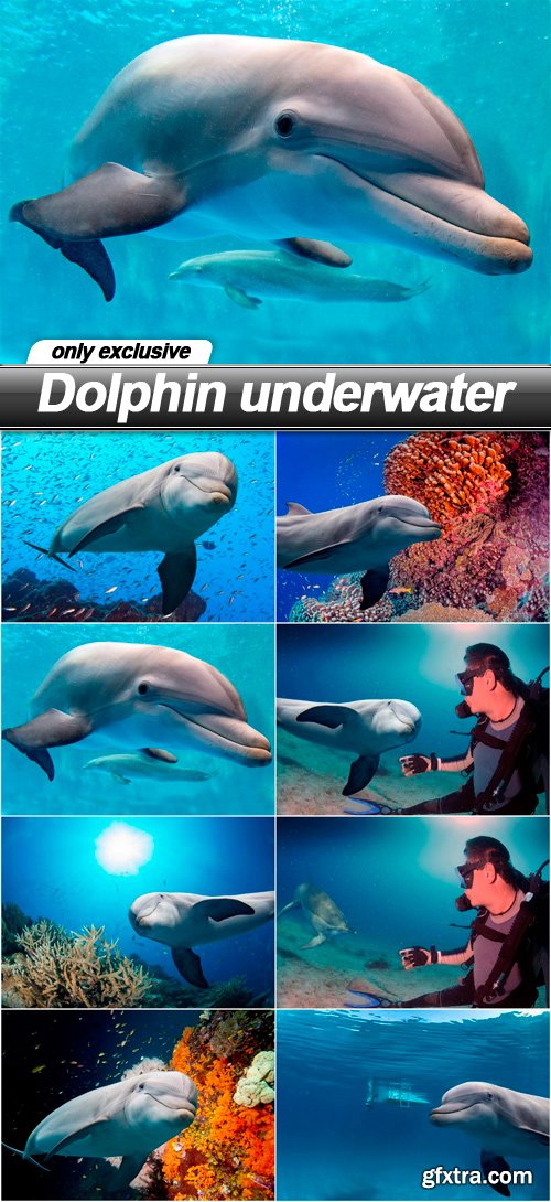 Dolphin underwater - 8 UHQ JPEG