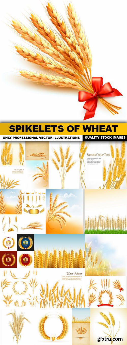 Spikelets Of Wheat - 25 Vector