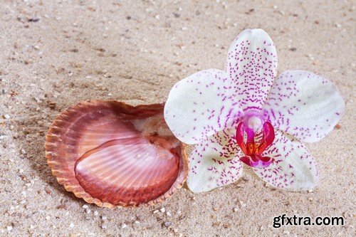 Orchid on the sand