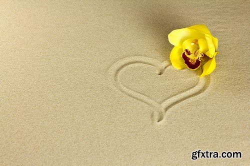 Orchid on the sand