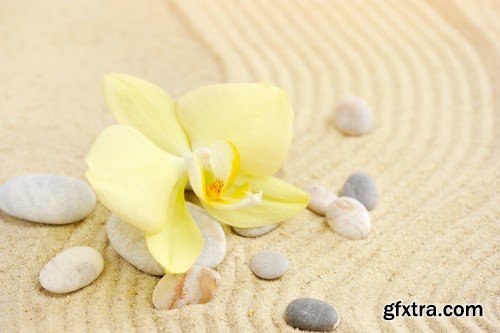 Orchid on the sand