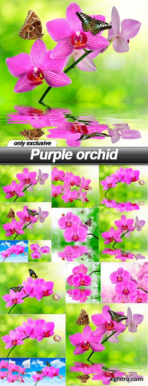 Purple orchid - 15 UHQ JPEG