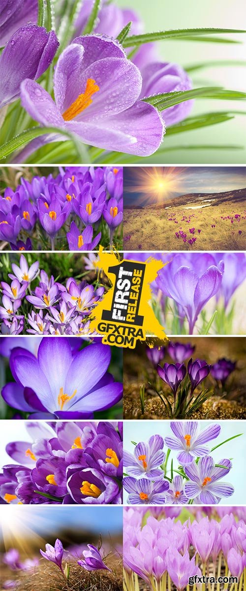 Stock Image Violet crocuses