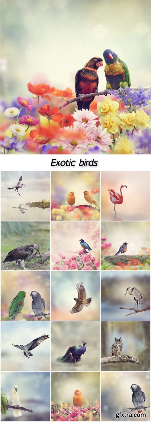 Exotic birds, flamingos, peacocks, parrots