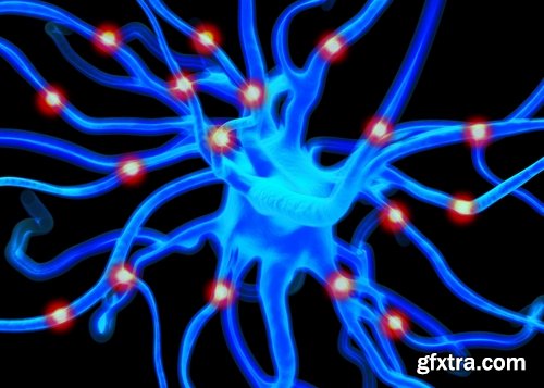 Collection of neuronal cells 3d render of the nervous system 25 HQ Jpeg