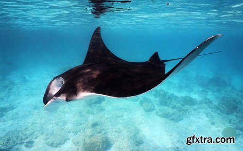 Collection of stingray shark underwater world of the reef manta 25 HQ Jpeg