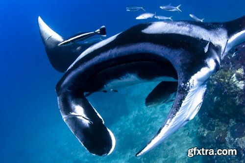 Collection of stingray shark underwater world of the reef manta 25 HQ Jpeg