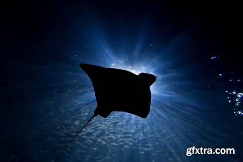 Collection of stingray shark underwater world of the reef manta 25 HQ Jpeg