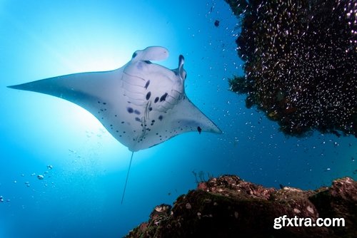 Collection of stingray shark underwater world of the reef manta 25 HQ Jpeg