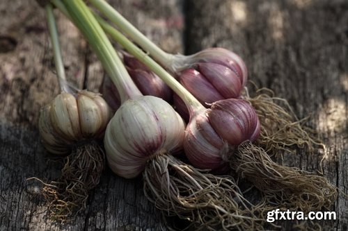 Collection garlic dish with garlic 25 HQ Jpeg