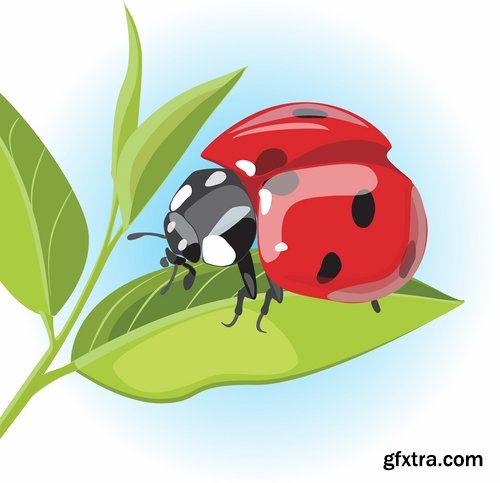 Collection of vector image ladybird beetle insect 25 EPS