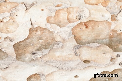 Collection of tree bark texture of the background is 25 HQ Jpeg