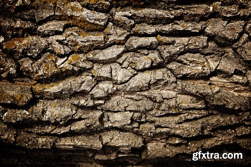 Collection of tree bark texture of the background is 25 HQ Jpeg