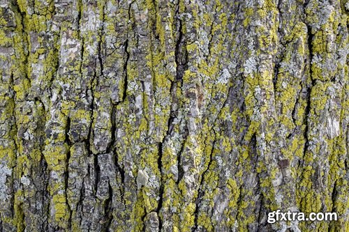 Collection of tree bark texture of the background is 25 HQ Jpeg