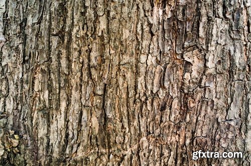 Collection of tree bark texture of the background is 25 HQ Jpeg