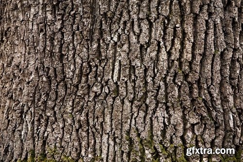 Collection of tree bark texture of the background is 25 HQ Jpeg