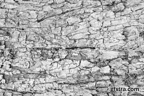 Collection of tree bark texture of the background is 25 HQ Jpeg