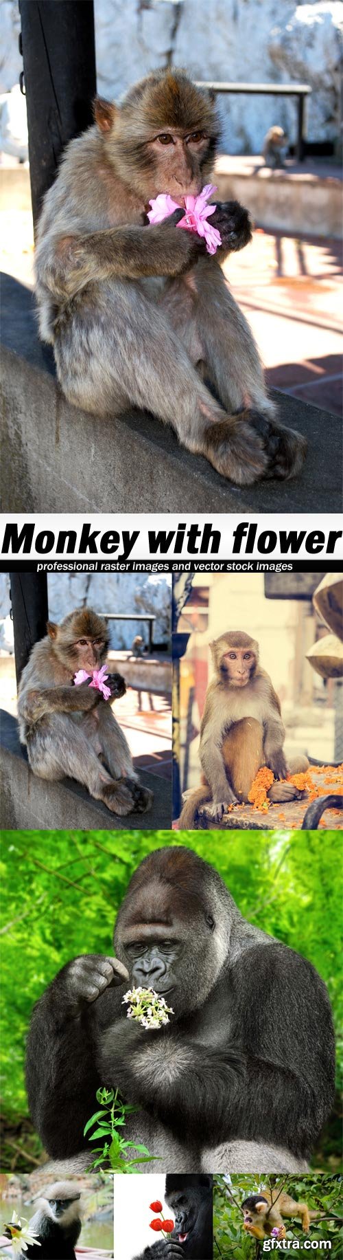 Monkey with flower