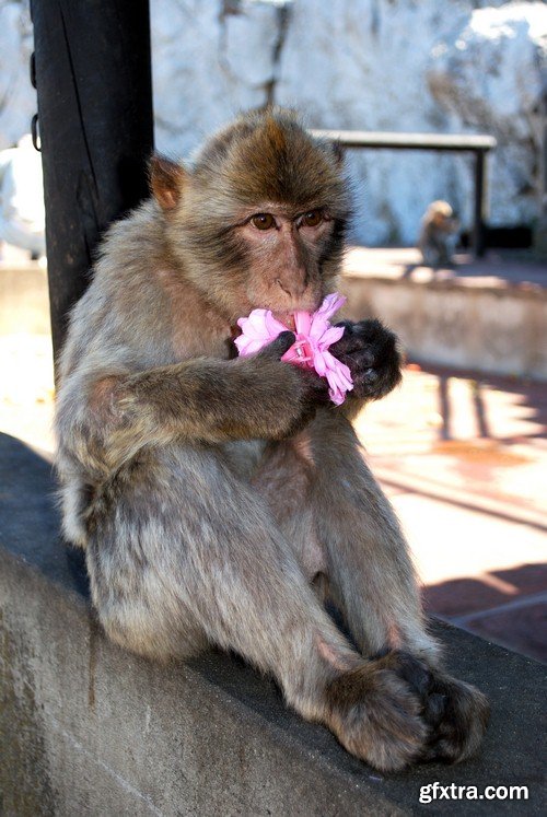 Monkey with flower