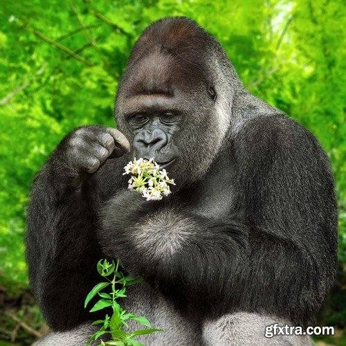 Monkey with flower