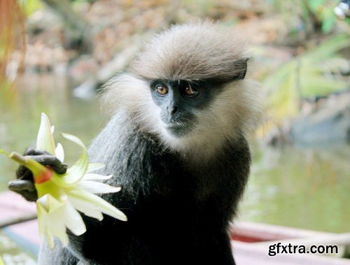 Monkey with flower