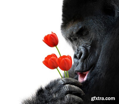 Monkey with flower