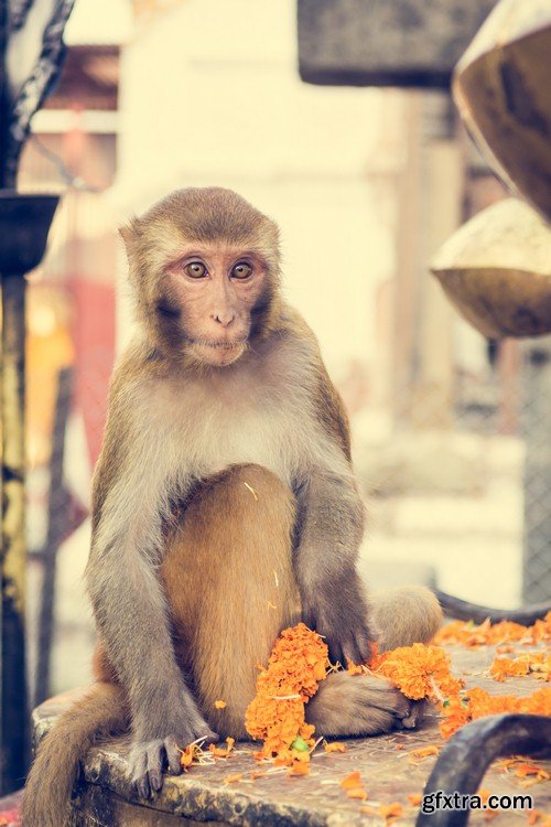 Monkey with flower