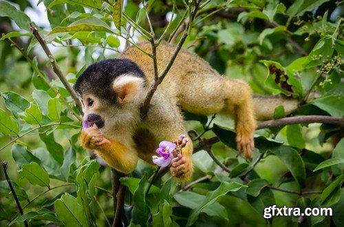 Monkey with flower